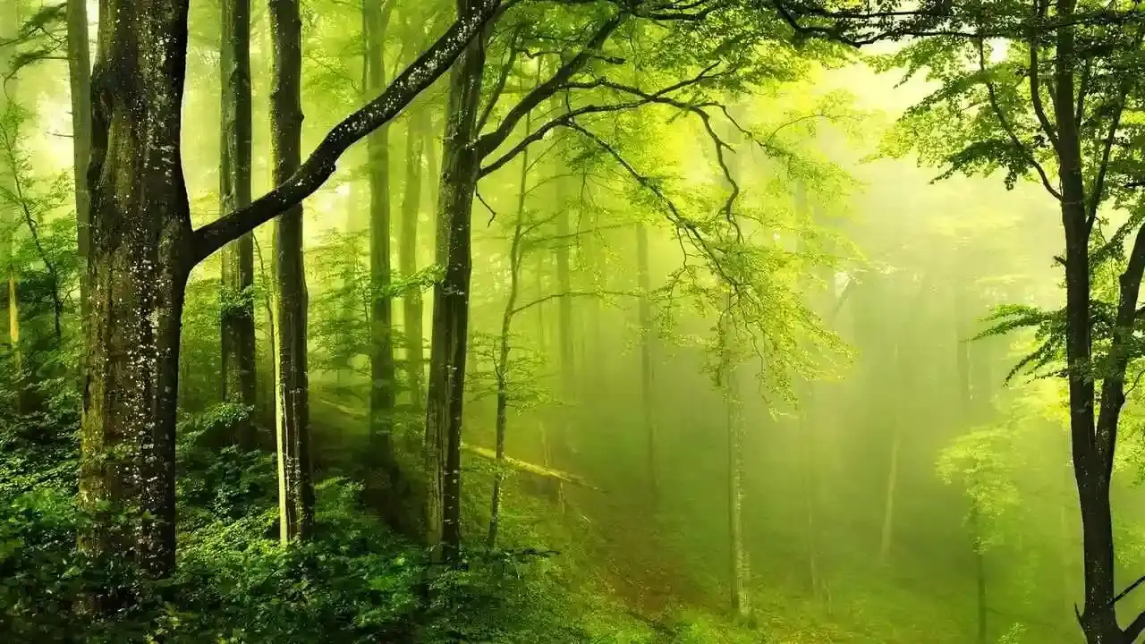 Floresta: Verde natural e relaxante